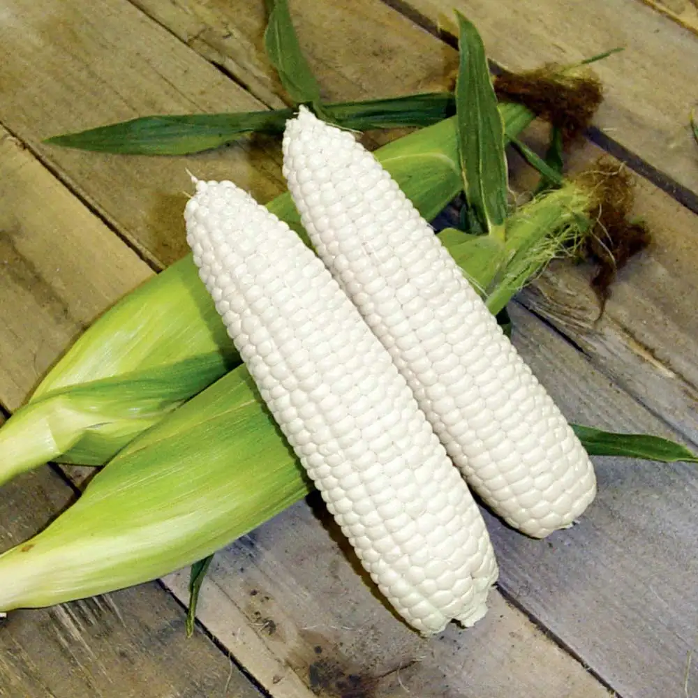 Top Quality White Corn Maize/White Maize Corn