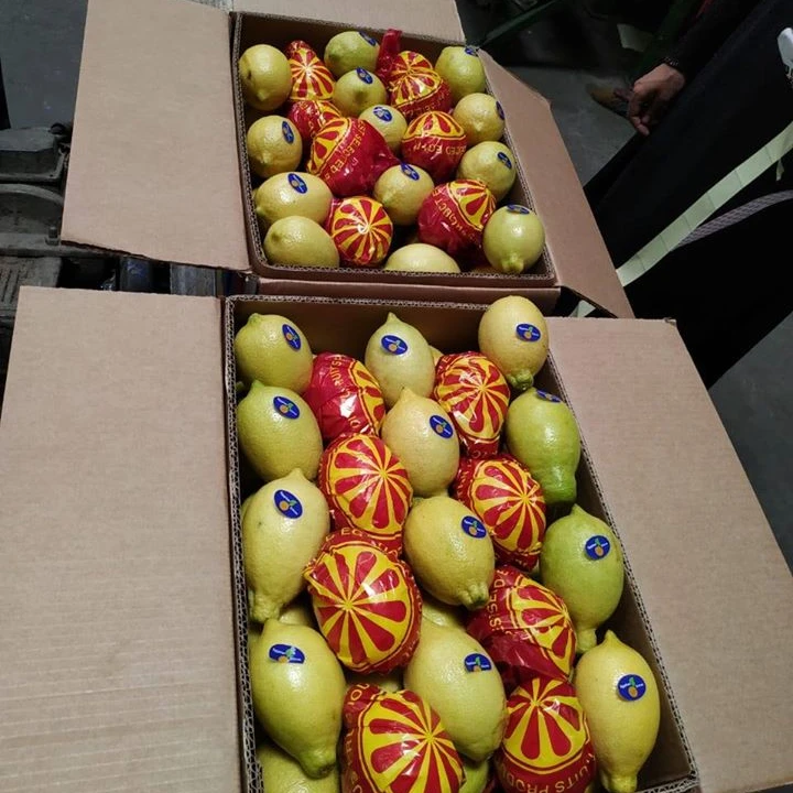 South African Yellow Eureka lemons Supplier