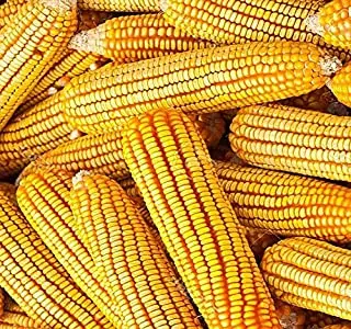 Wholesale Price  Yellow Corn Maize Seeds 100% Natural Quality Corn Seeds For  human consumption and Poultry Animal Meal world