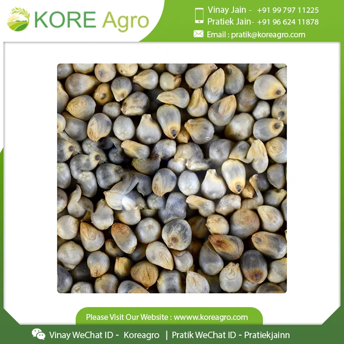  Низкая цена на новейшие сушеные без глютена органические семена пса лучшее качество зерна поставщик из Индии