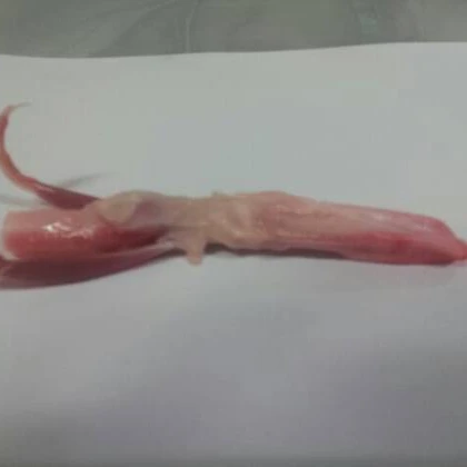 
Frozen Duck Paws /Frozen Duck Tongue/Frozen Duck Feet 