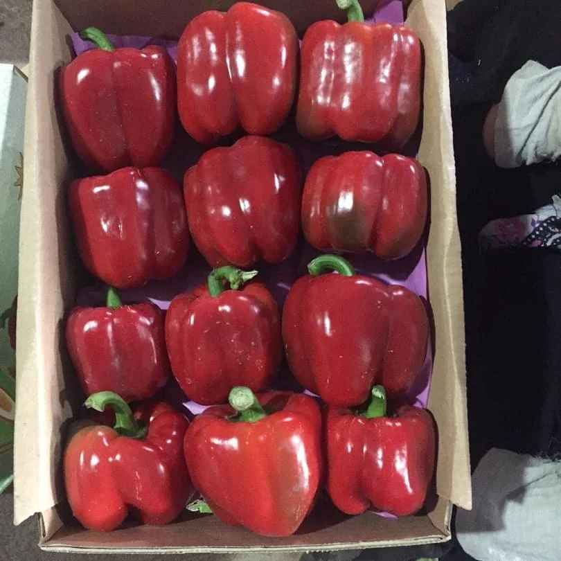 Fresh Capsicum Cheap Bell Pepper Green Yellow Red Sweet