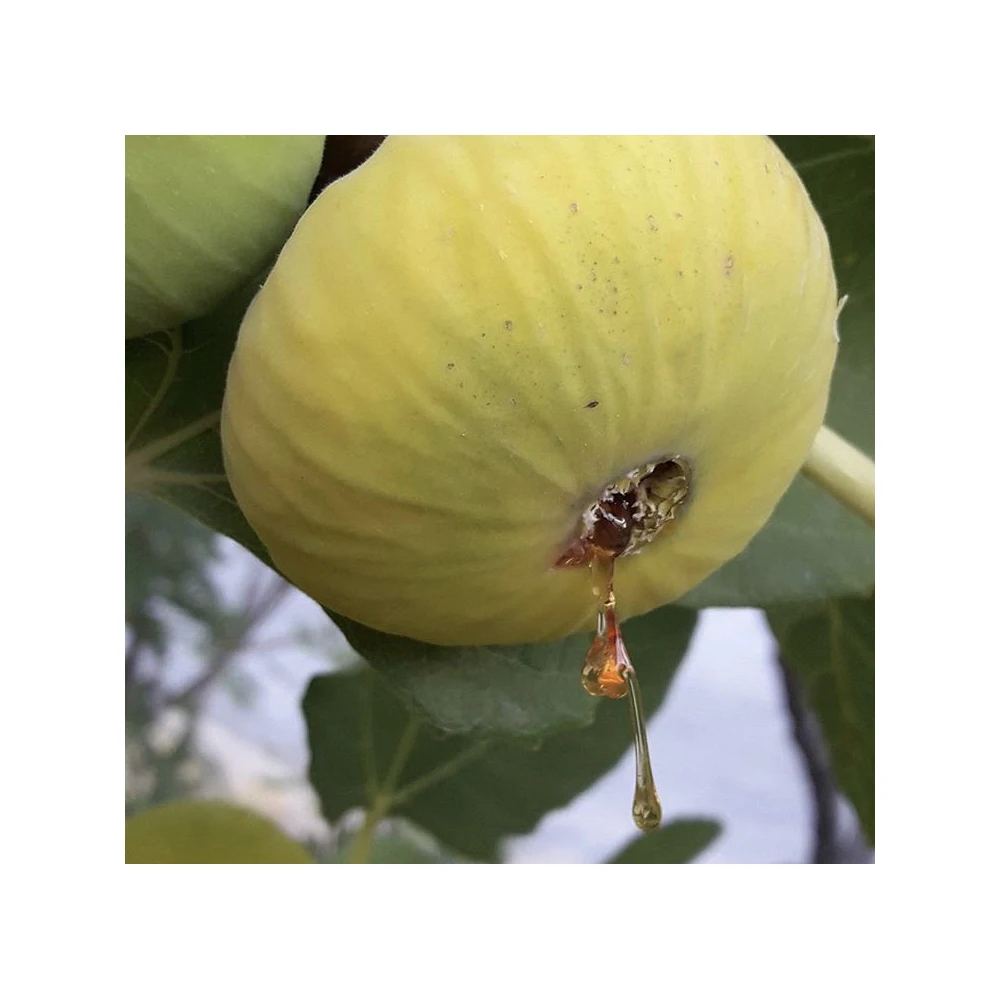 Wholesale Turkish Fresh Fig Organic Fresh Fruit