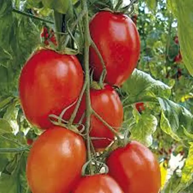 Новая продукция 2021 для томатов посева сельскохозяйственных зерен в пакетах из высокопропиленового полипропилена 50 кг экспортного качества