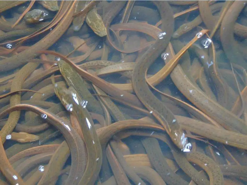 Fresh Live Eel Fish In Low Price From Wholesaler Bangladeshi Supplier