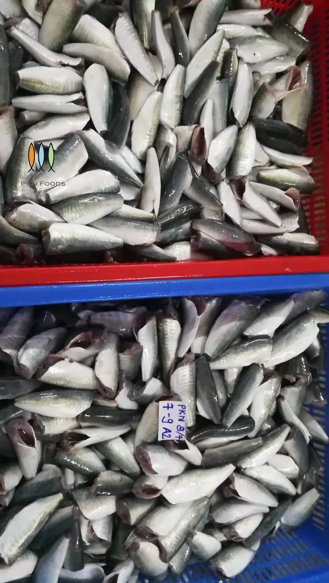 5-7cm 7-9cm 9-11cm BLOCK Frozen Nature Seafood Seasonal Whole Body Decapterus Maruadsi Round Scad HGT