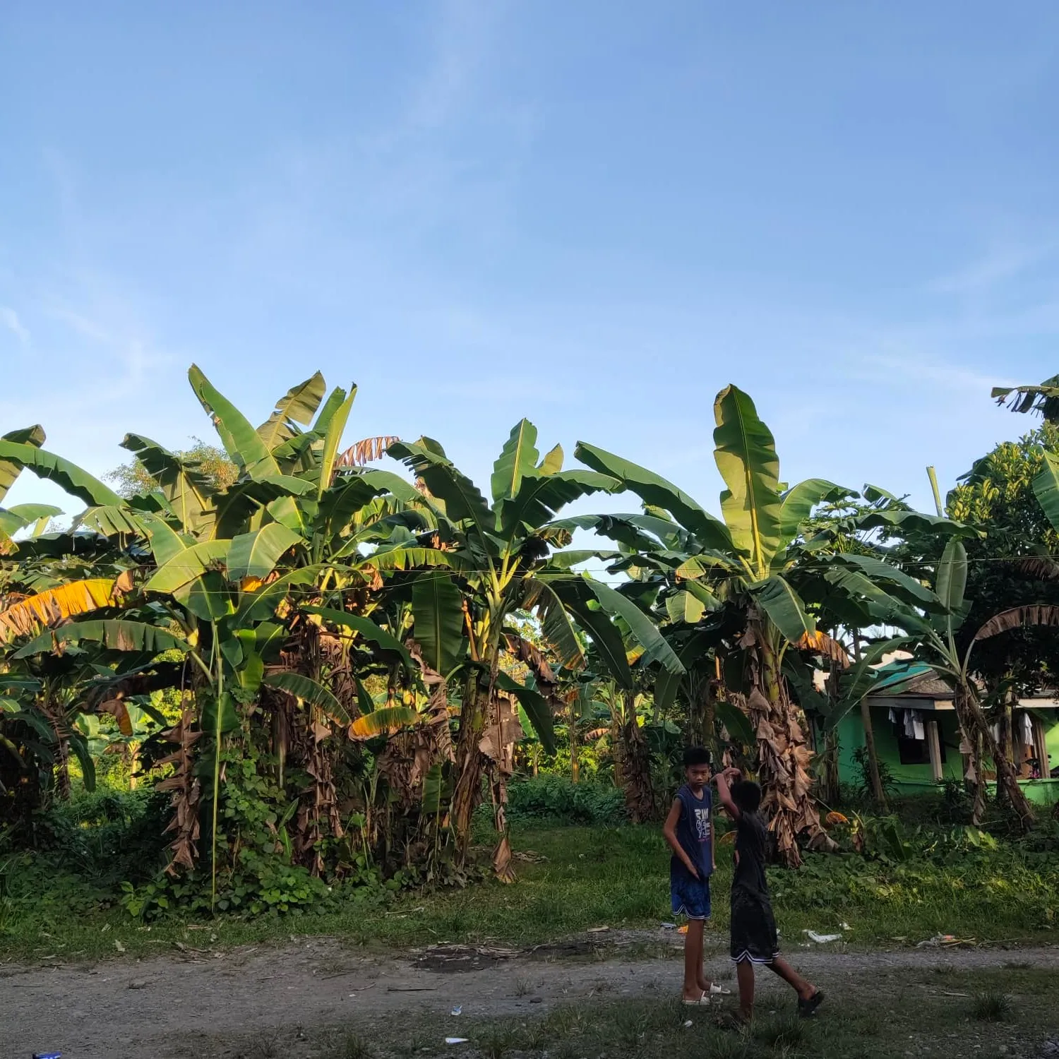 Сельскохозяйственная мини-ферма, инвестиции в миндоро, Филиппины