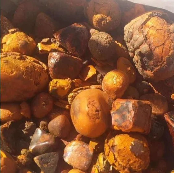44000kg ready Ox Cow Cattle Gallstones 100% whole stones
