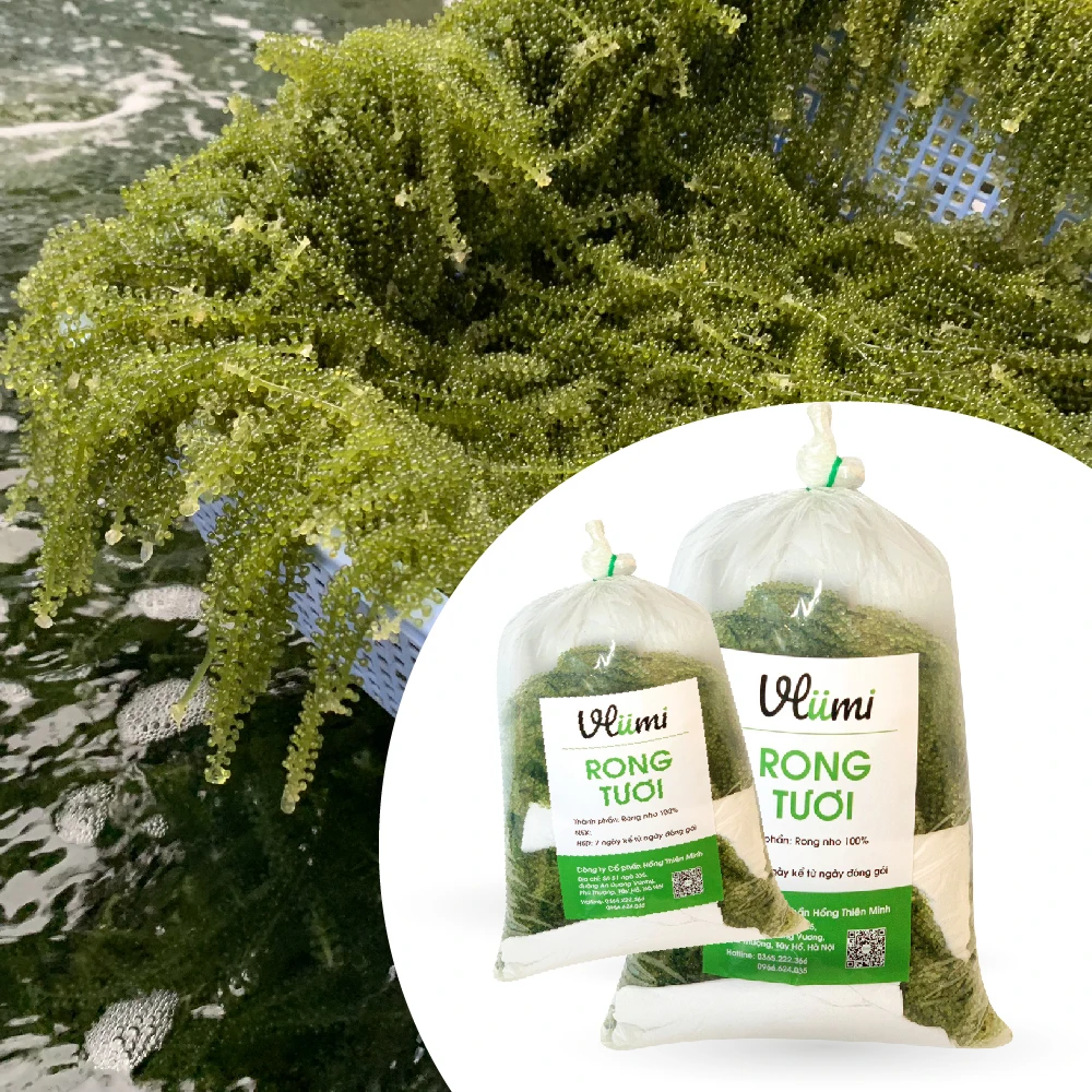 Vietnamese Manufacturing Green Carvier VLUMI Seaweed Fresh Sea Grapes