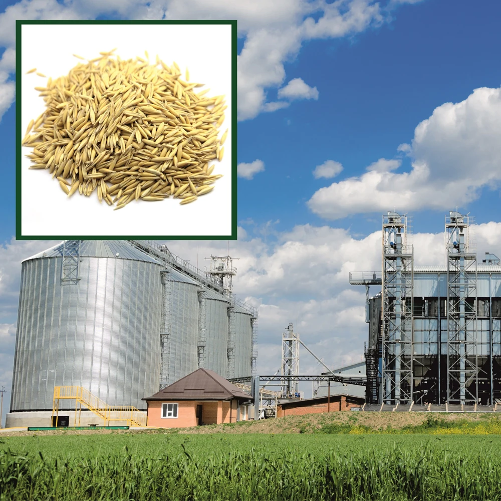 Great quality oats  25/50 kg bags or in bulk, product of Russia