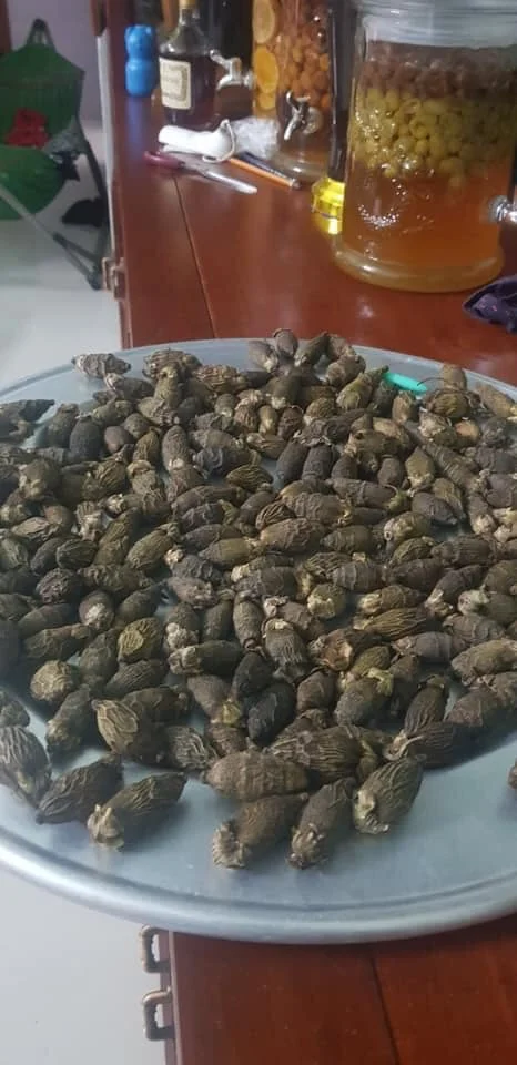 Полностью высушенные белые орехи/орехи арекса из Вьетнама // Jolene + 84