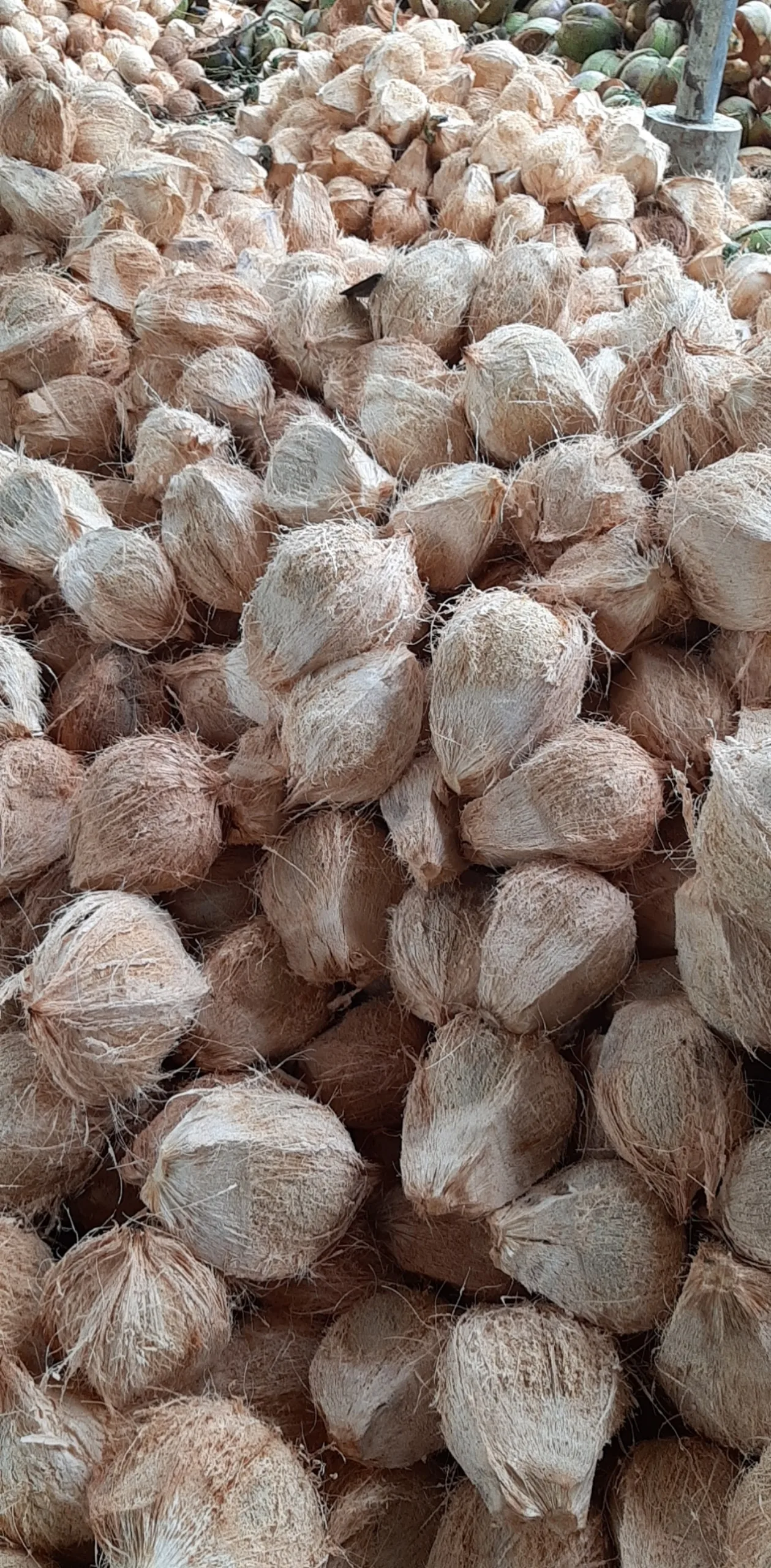 Fresh mature coconut in bag newly harvested made Viet Nam Phytosanitary Certification