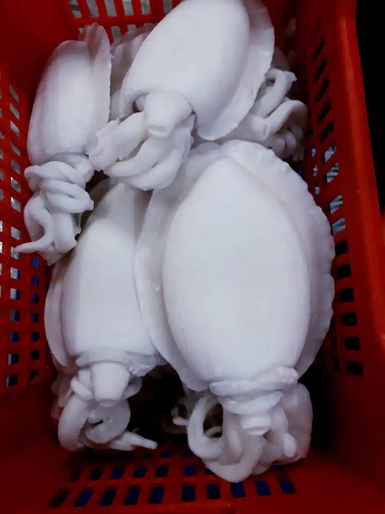 Frozen whole cleaned Cuttlefish, individual frozen cleaned cuttlefish from India