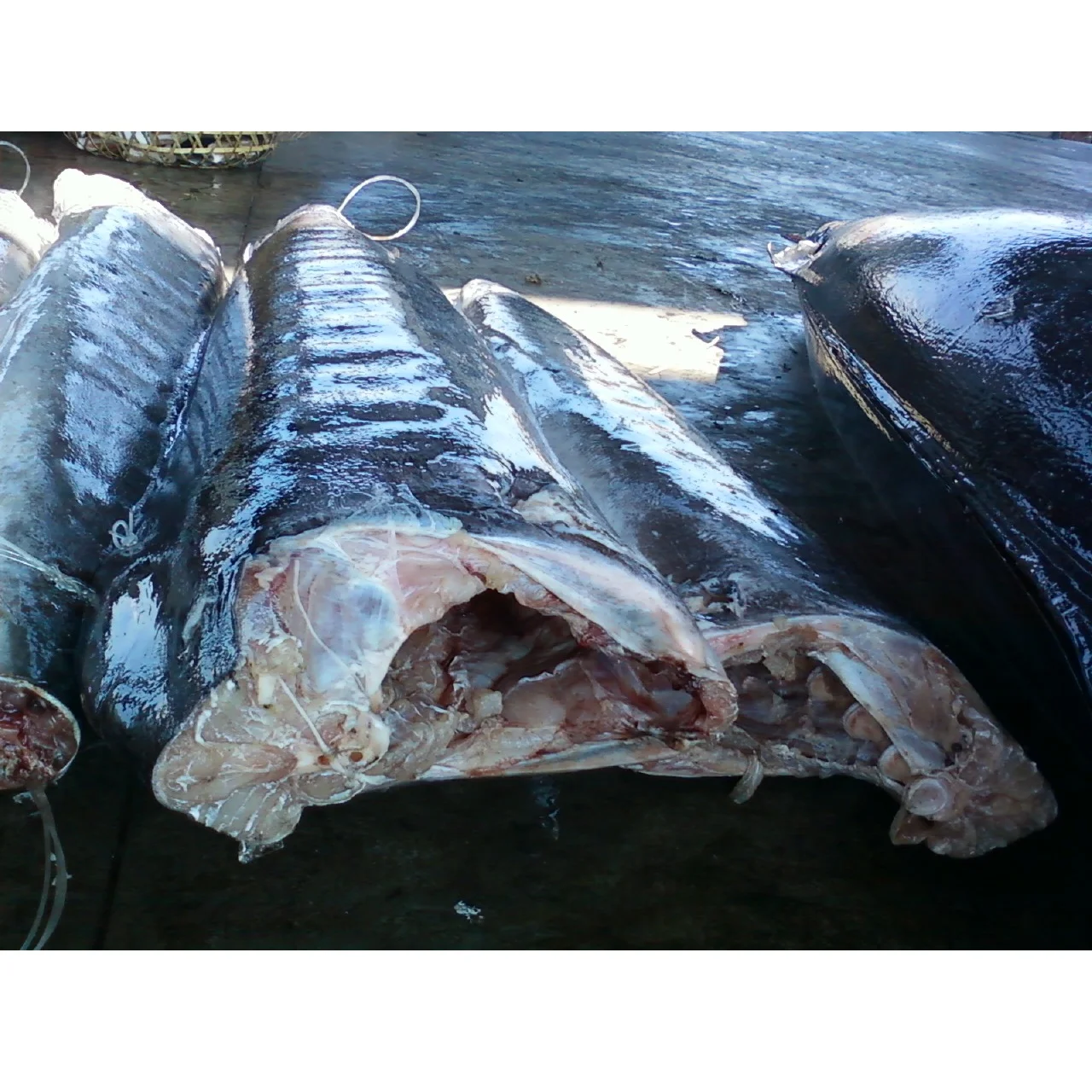 ISO GMP HACCP Certified 20KG Low-Fat Low-Sodium White Marlin from Ivory Coast Nutritious Frozen Fish