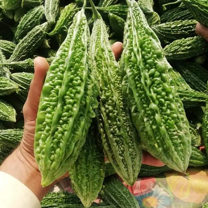 
BITTERGOURD SEEDS LAHER SEEDS F1 