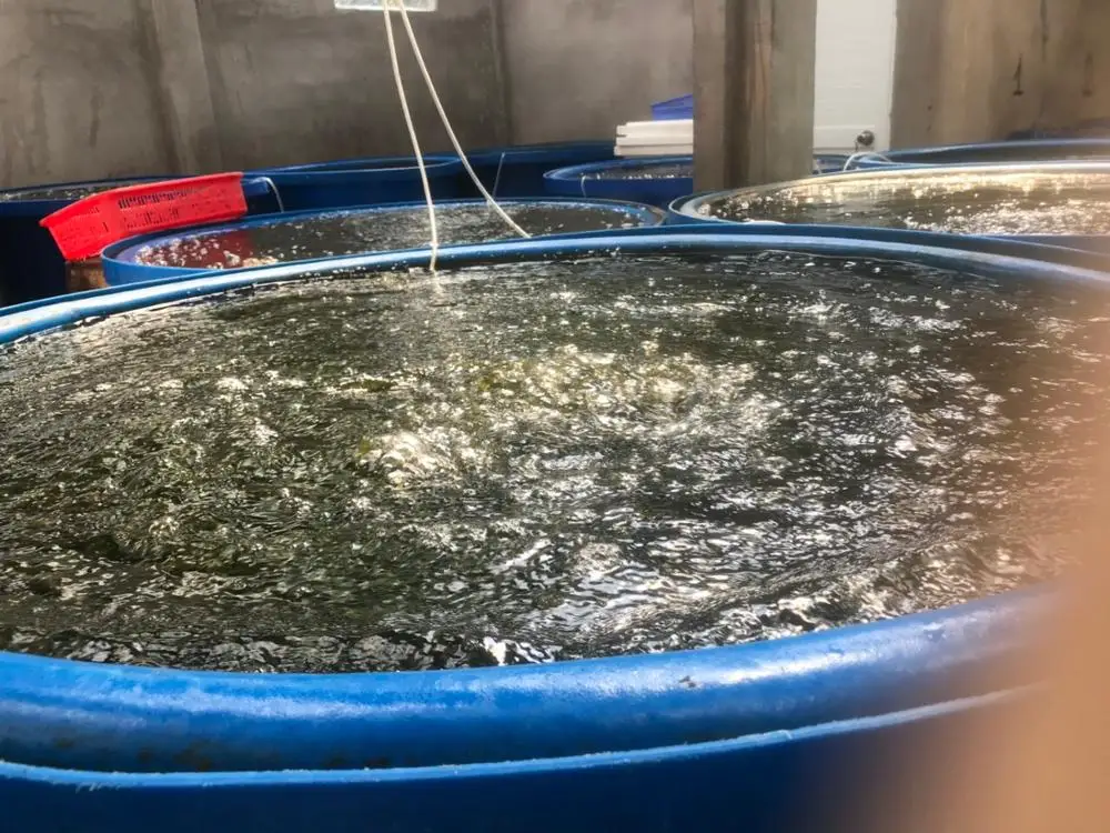 Sea Grape high quality and competitive price for exporting year 2021