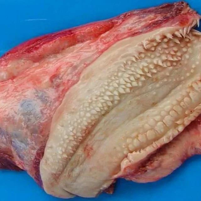 Органическая говядина, губы, свежая обработка, замороженные говядины, губы, происхождение, черная говядина