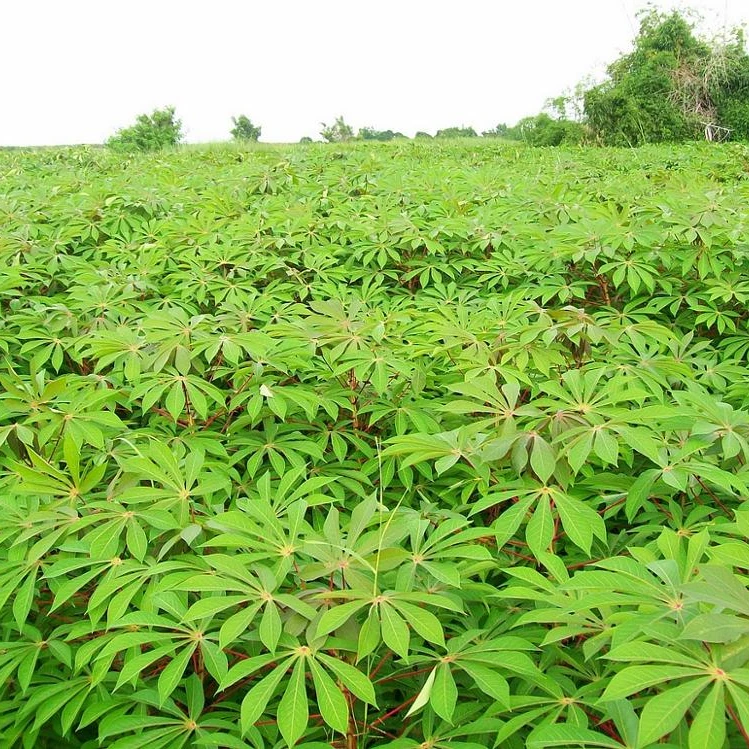 Importer Cassava leaves/ Fresh Ground Leaves from Vietnam - Ms. Elaine +84 375 431 541