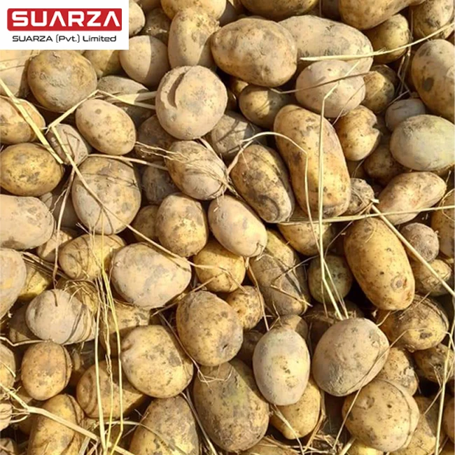 top quality  Fresh  variety of pleasant  original taste mozika white large potato exporter at cheap price from Pakistan