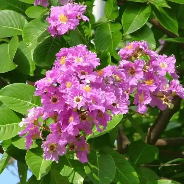 Экстракт банабалина коросолевая кислота креп-мирт креп-креп мирт Extrait de Banaba Lagerstroemia flos reginae