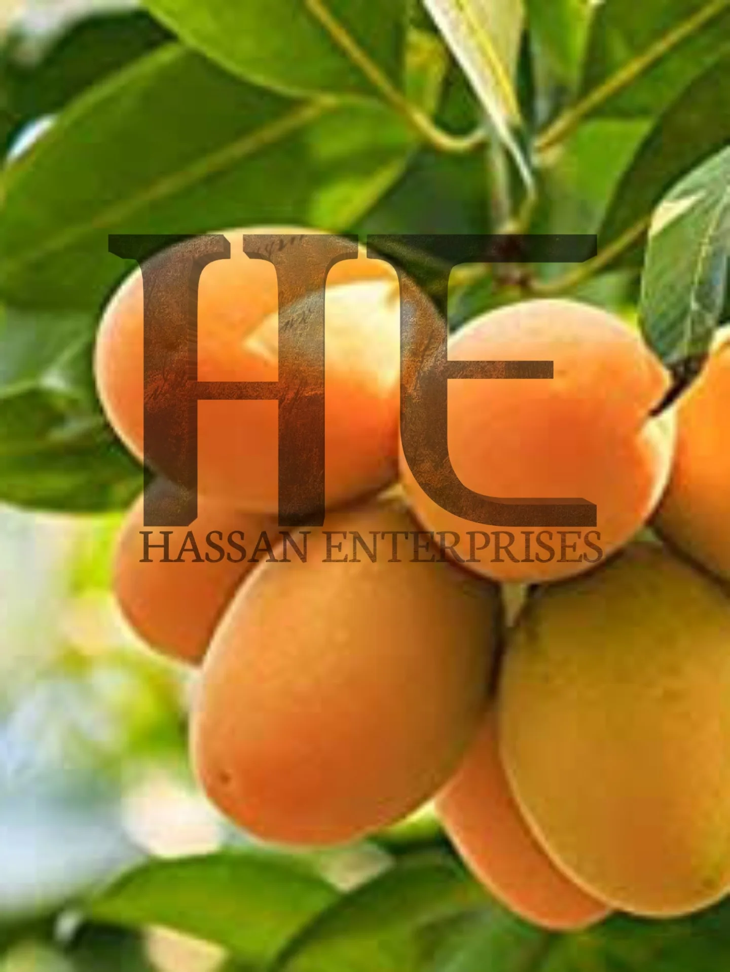  Mango Chaunsa Pakistani Produced Specially for Export ( Fresh mango )