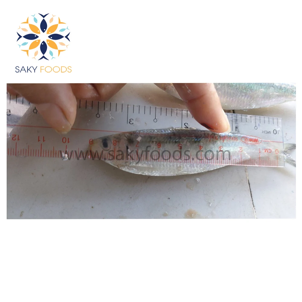 100% Natural Frozen sardine fish Good price frozen WR sardine fish for good sale Block Bulk Style Packaging