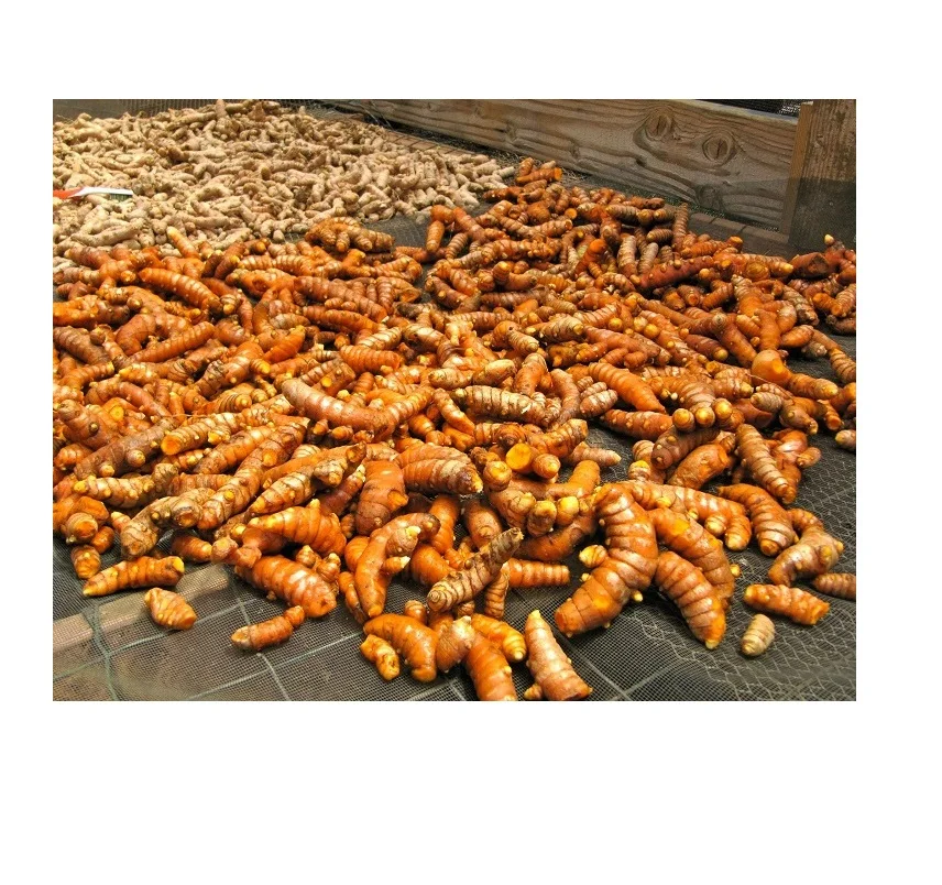 Tumeric, Fresh Tumeric, Dried Tumeric Finger.  Single Herbs & Spices Ginger & Turmeric