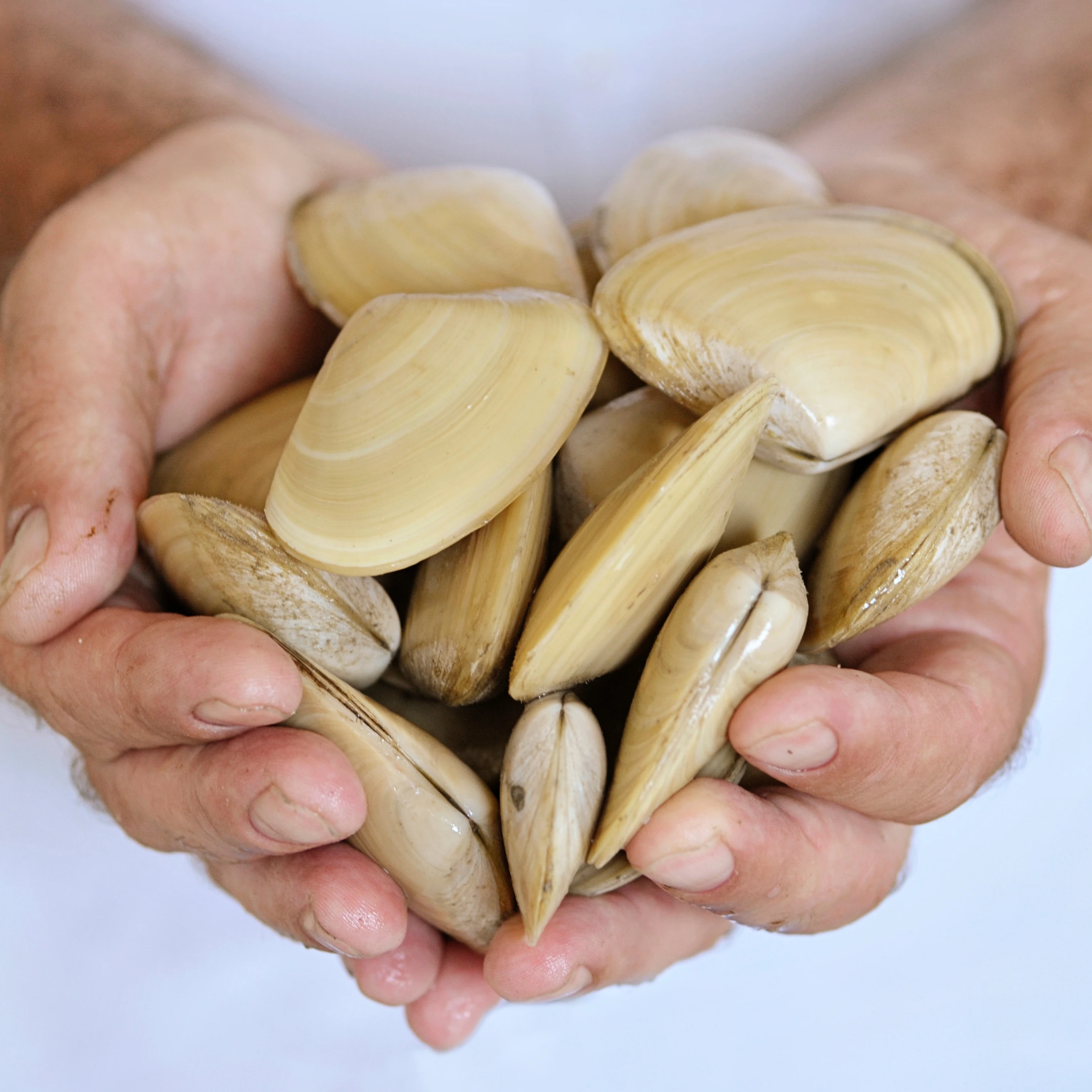 
Live Clams Tua Tua 15kg Premium Quality New Zealand Seafood 