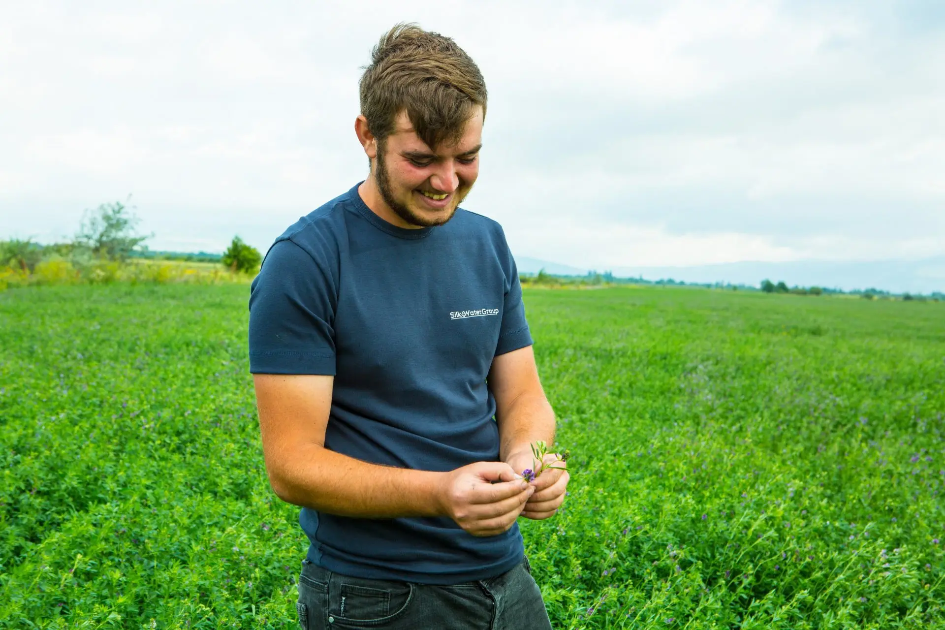 Buy Organic Alfalfa Grass Hay in netherlands/ Alfalfa Hay Pellets For Animal Feed For Sale Bulk