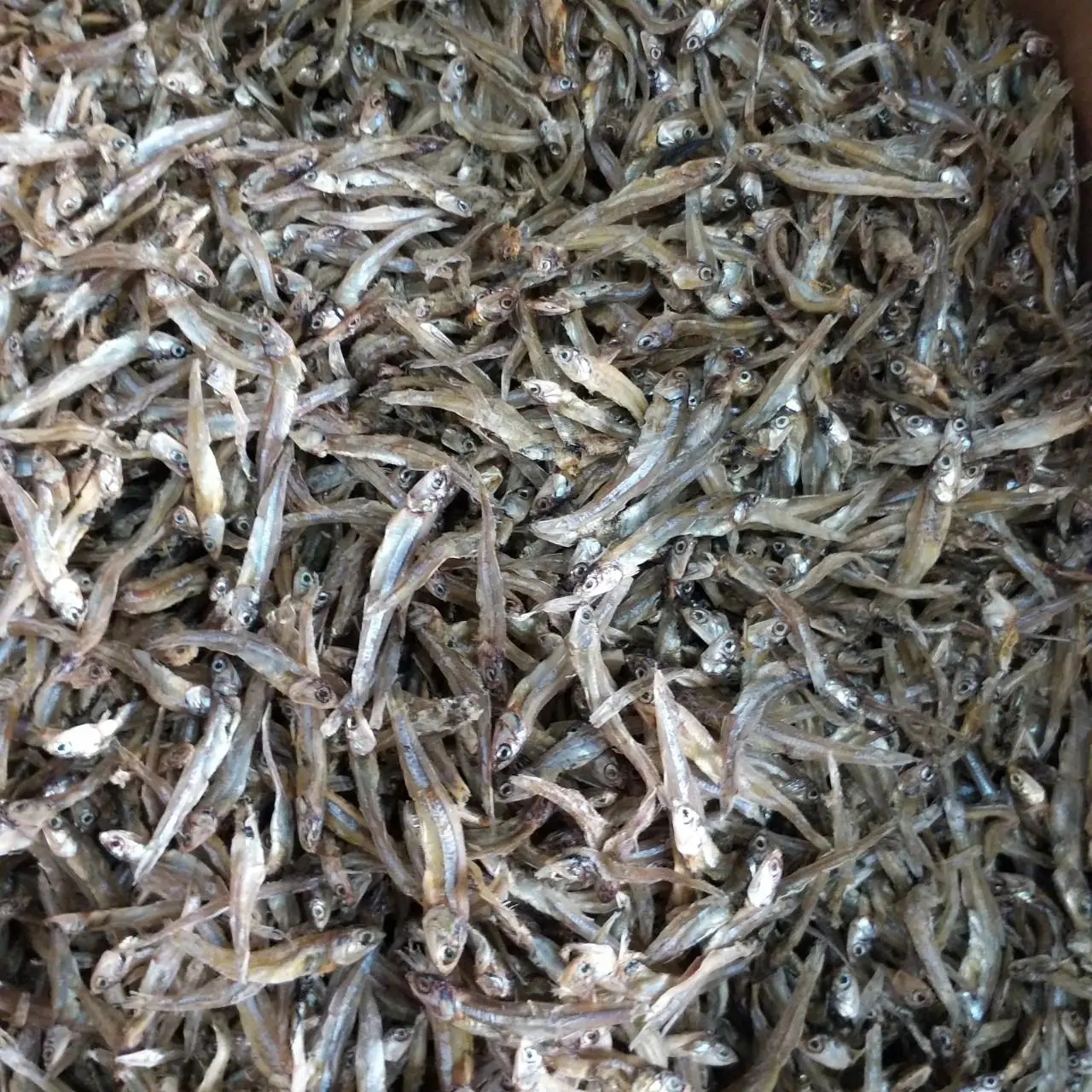 Dry Anchovy Fish . We Supply for US Germany ... Amber+84383004939