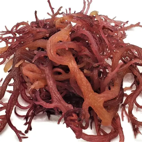 DRIED PURPLE SEA MOSS 100% NATURAL WITH CHEAP PRICE AND HIGH QUALITY FROM VIETNAM IN 2023