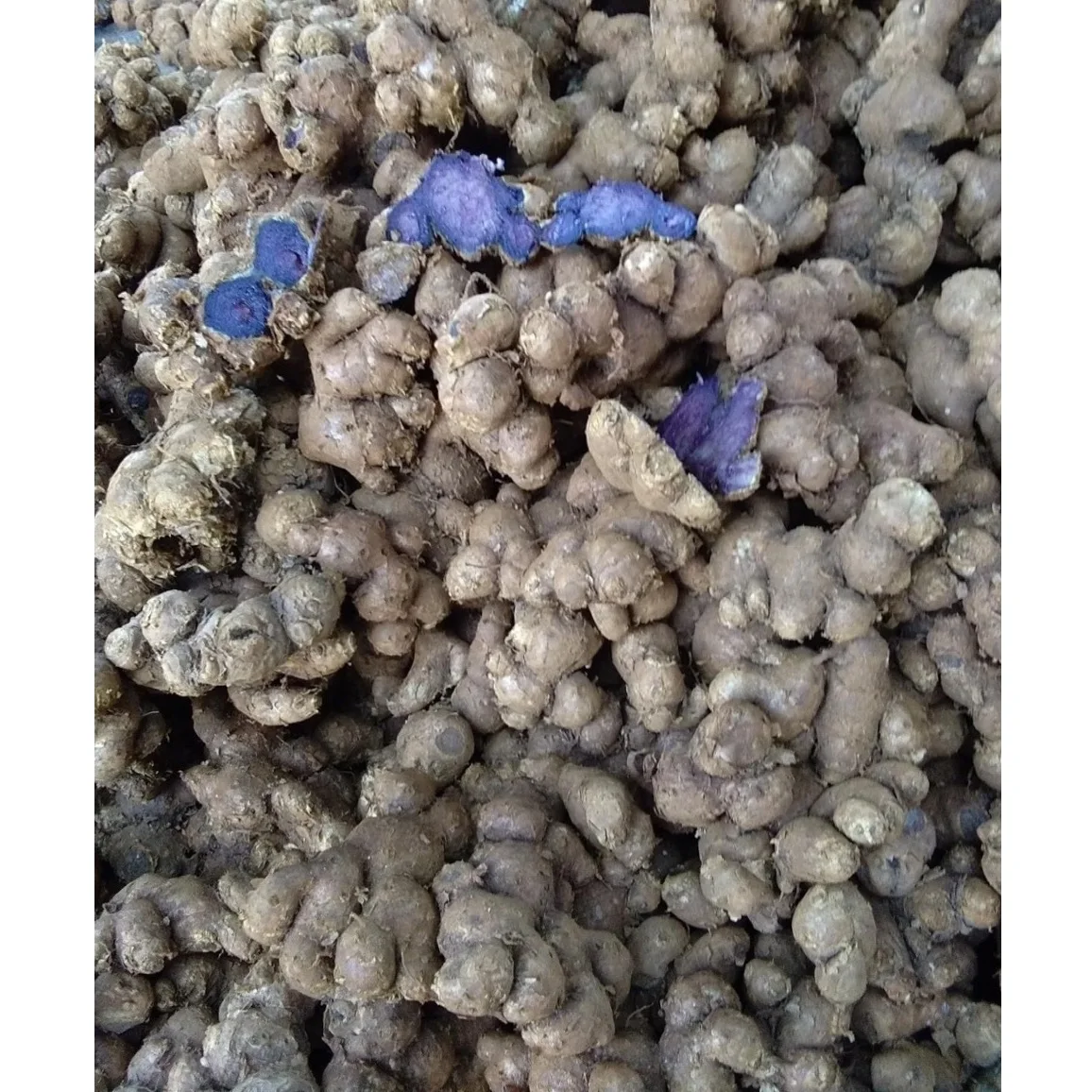 Black ginger Kaempferia Parviflora for Medicine Usage from Vietnam