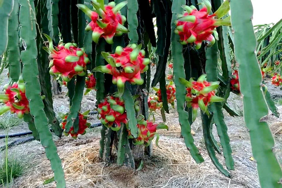 WHITE/RED DRAGON FRUIT/PITAYA FROM VIETNAM // Lionel +84 348130044