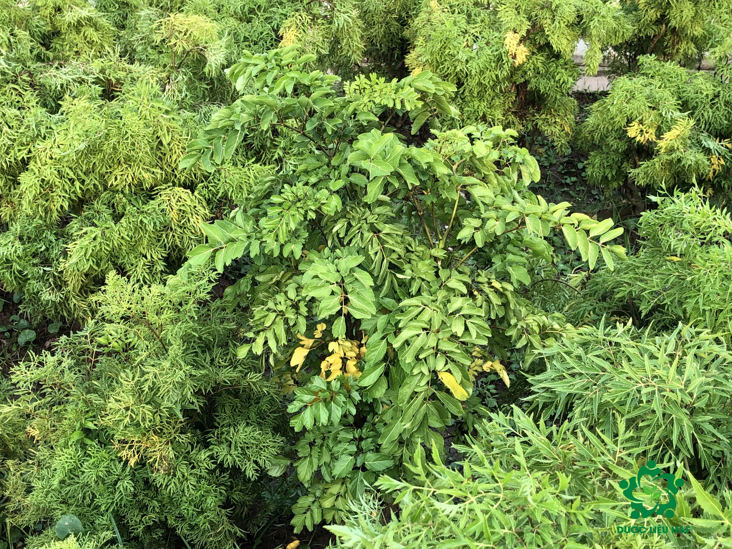 High Quality Ming Aralia Vietnamese Ginseng 100% Purity with Root and 30 cm Long of Main Stem