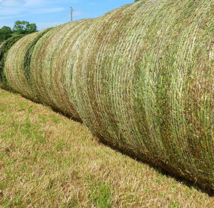 High Quality Premium Rhodes Grass Hay Bales For Animal Feed and Forage Best Quality Rhode Grass Bales Of Australia And India