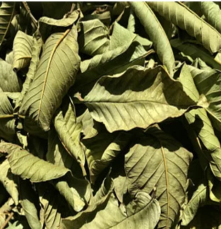 Dried Guava Leaf High Quality/Natural Green Dried Guava Leaves/Guava Leaf powder for Sale from Vietnam