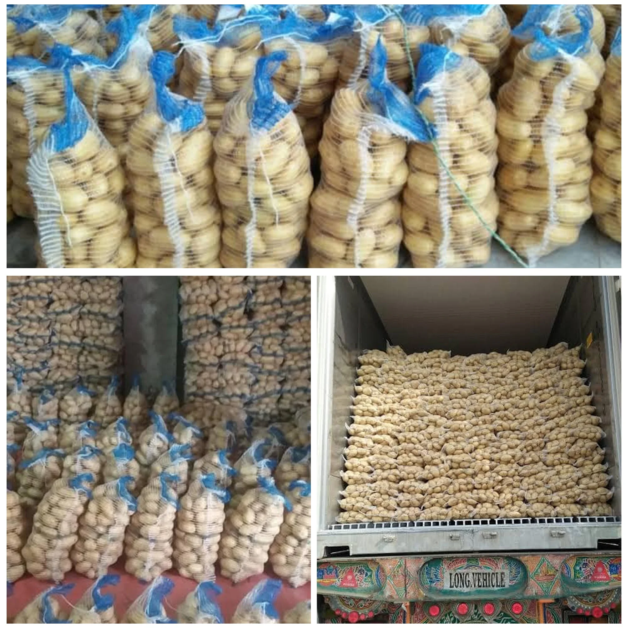 Good Quality Fresh Potato / Fresh Potato / Potato Supplier
