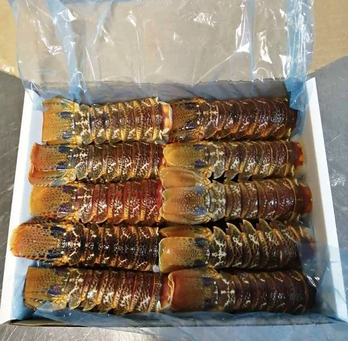  2021 NEW ARRIVAL spiny lobster (panulirus polyphagus)