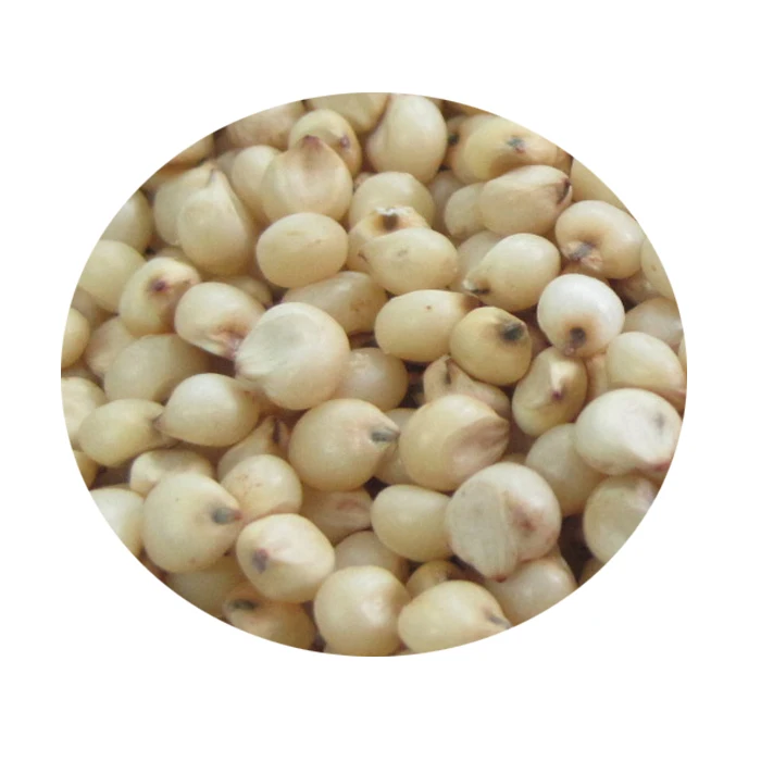 
PREMIUM GRADE CLEANED RED SORGHUM NOW AVAILABLE 