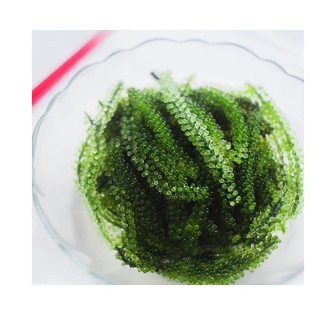  100% натуральный свежий морской виноград готов к отправке-морской виноград/морские водоросли из Вьетнама. Г-жа Сэнди (+ 84 587 176 063)