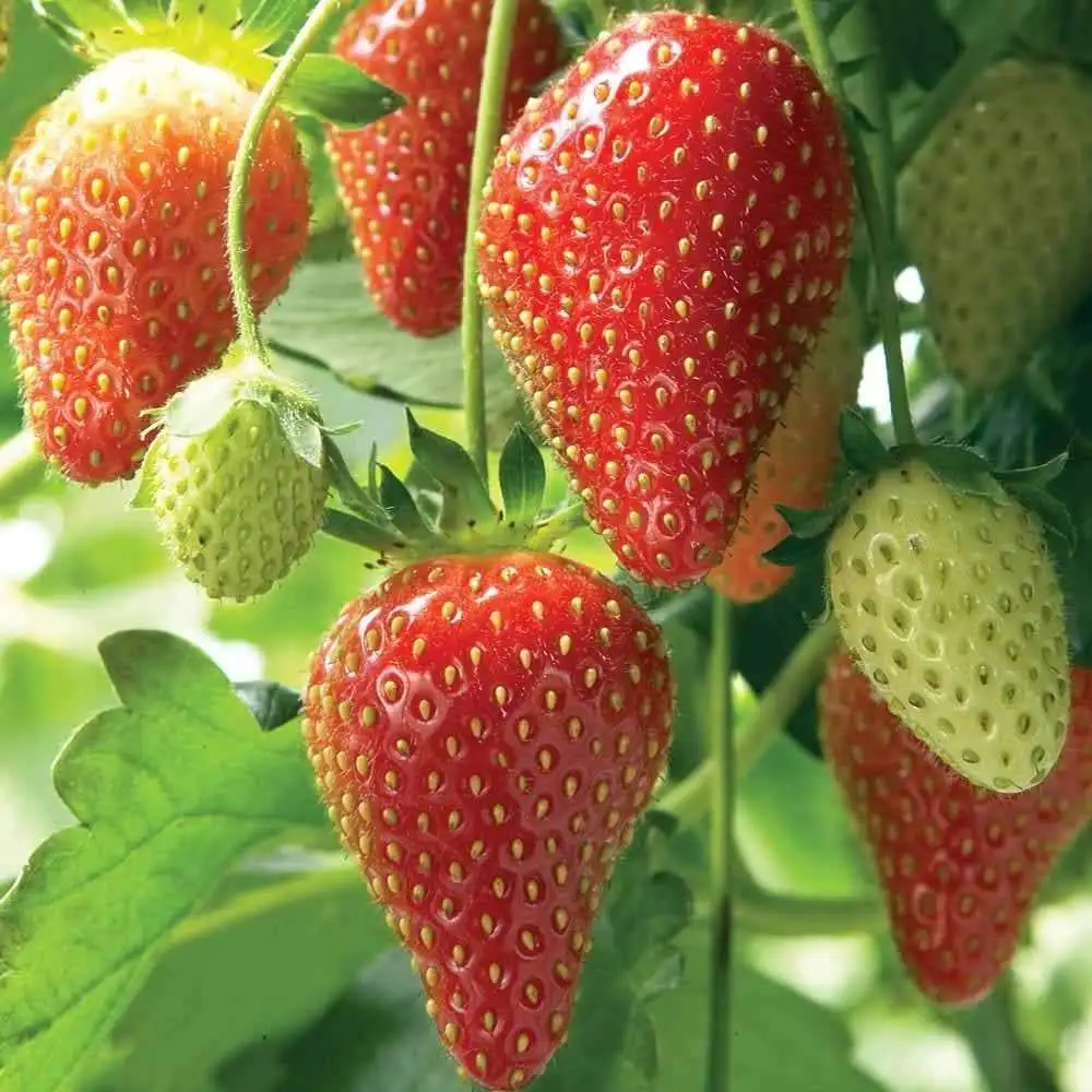Natural Organic Fresh Strawberry