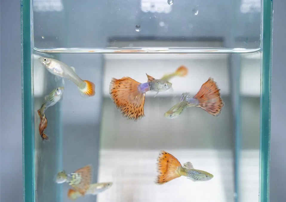 
SNAKE SKIN RED TAIL MOSAIC GUPPY FISH - Multicolor Thailand Guppy Fish Premium Quality Ornamental Aquariums 