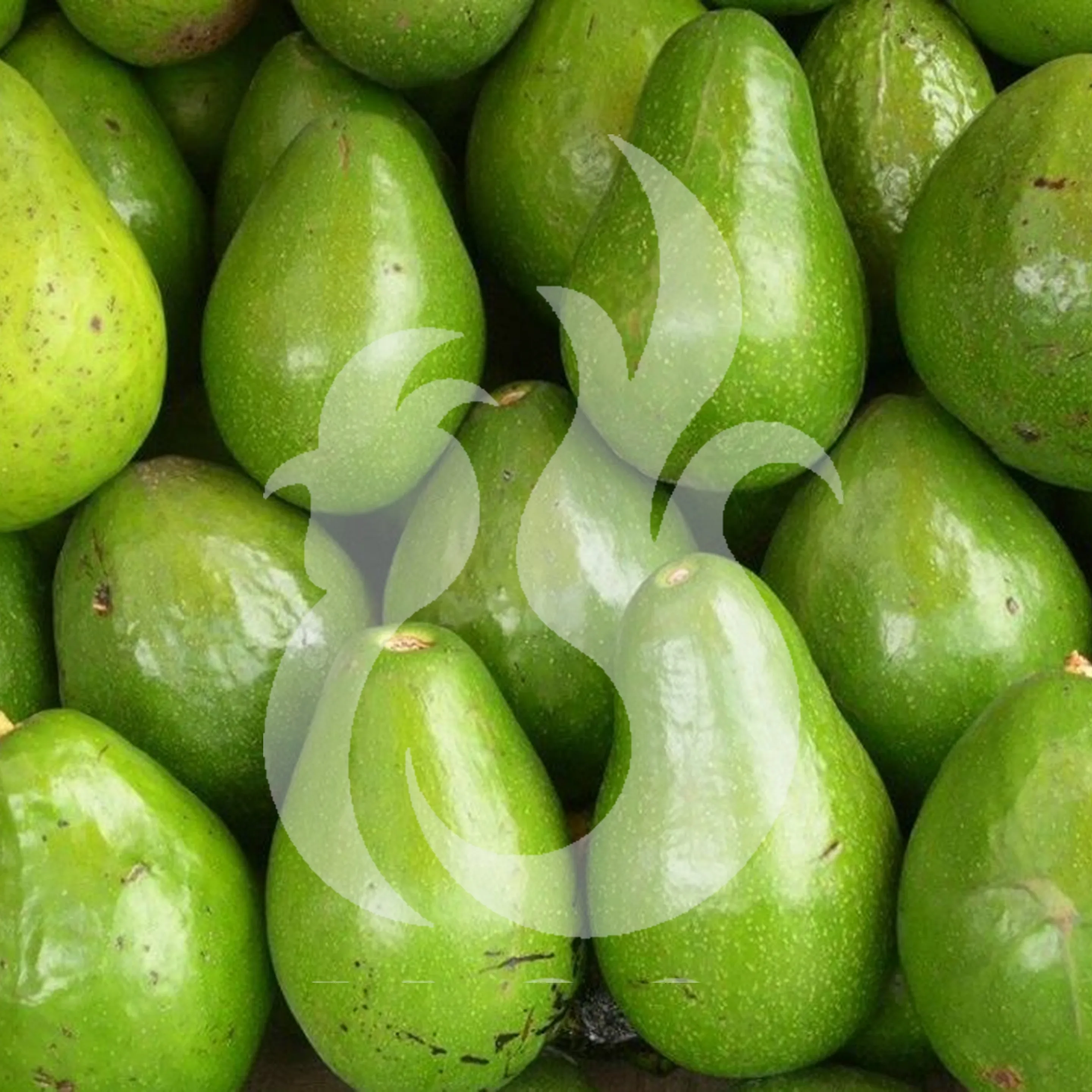 
Fresh Honey Avocado Best Indonesian Supply 