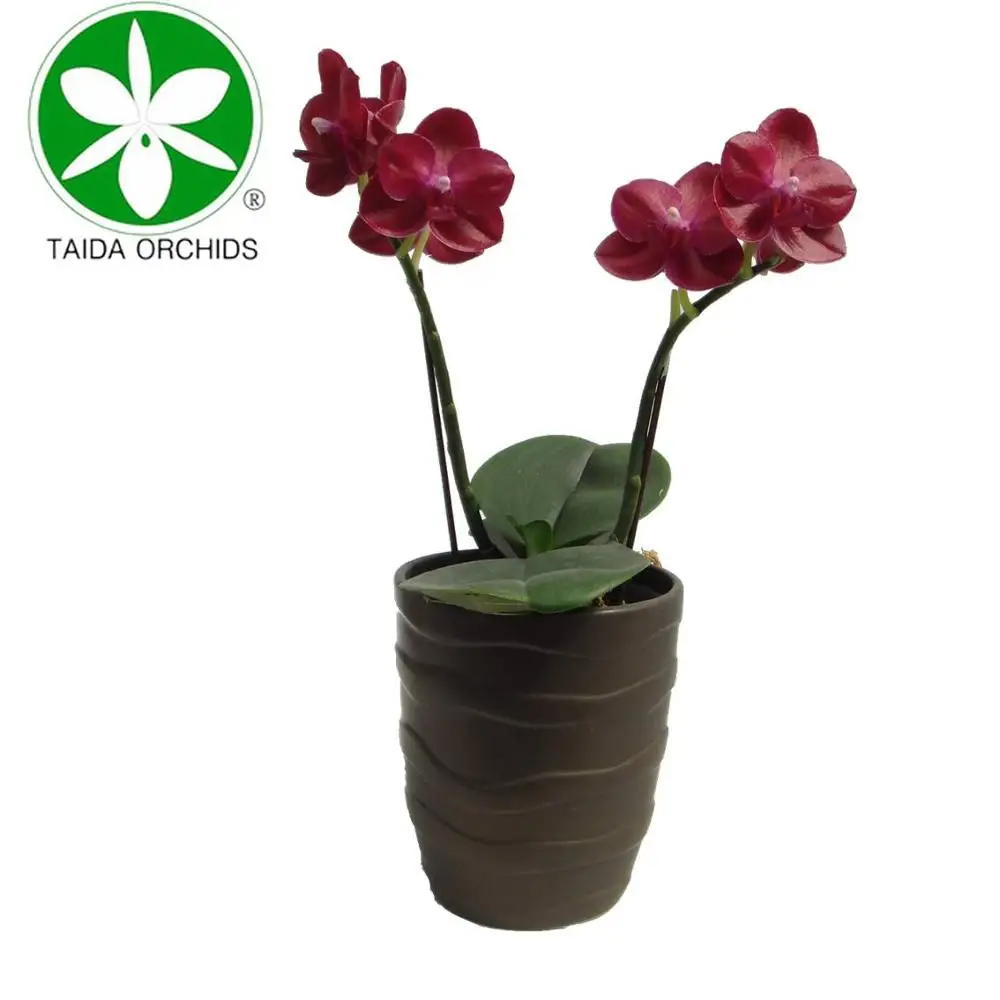 
luxury orchid plants phalaenposis for sale 