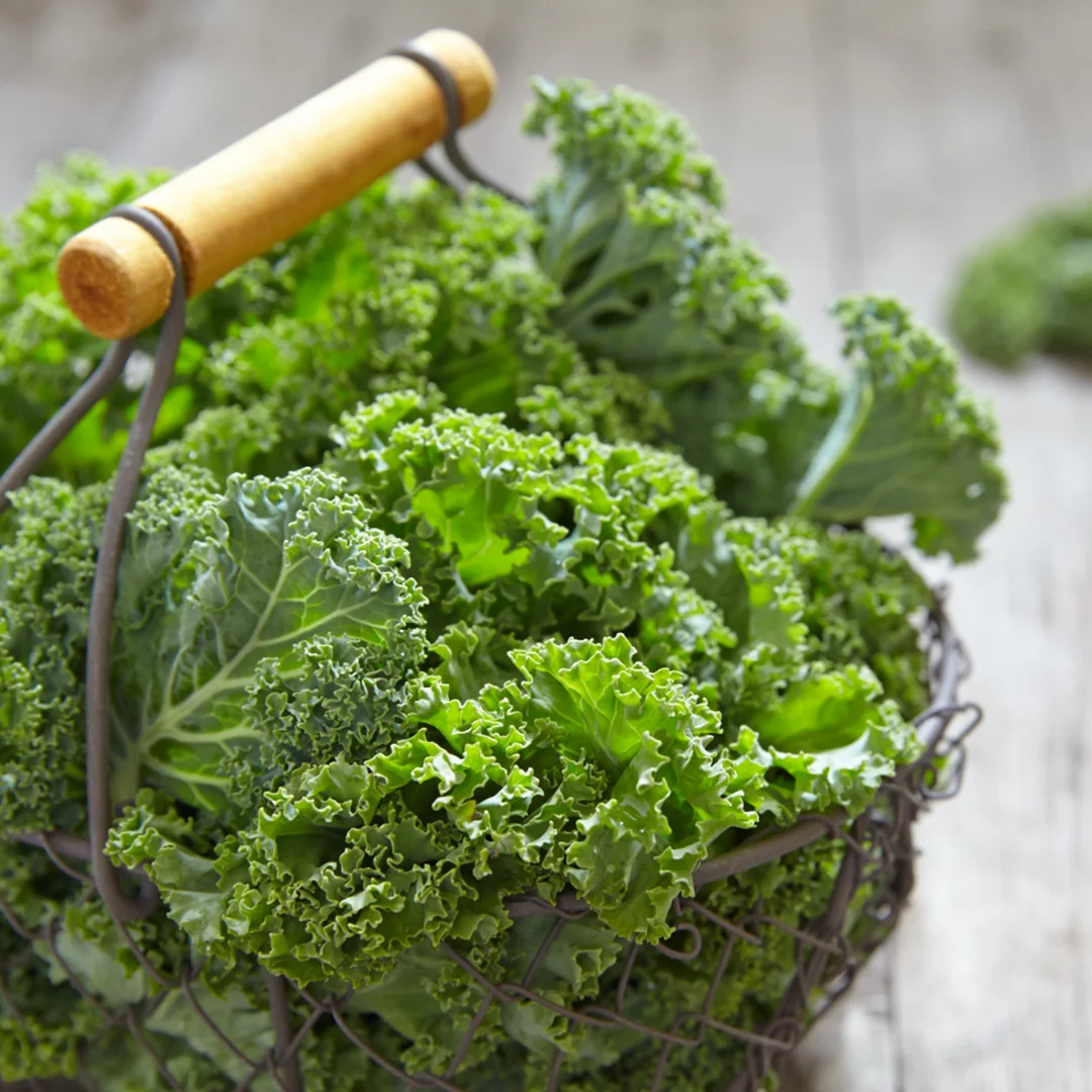 High Quality Kale Powder Herb Extract From Vietnam Supplier Wholesale