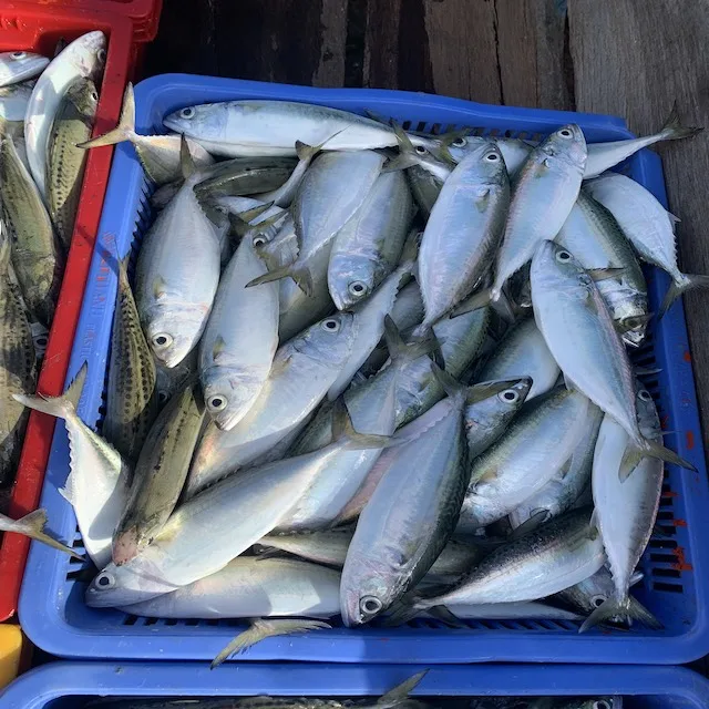 GOOD PRICE FROZEN SHORT BODY MACKEREL AVAILABLE FROM VIET NAM
