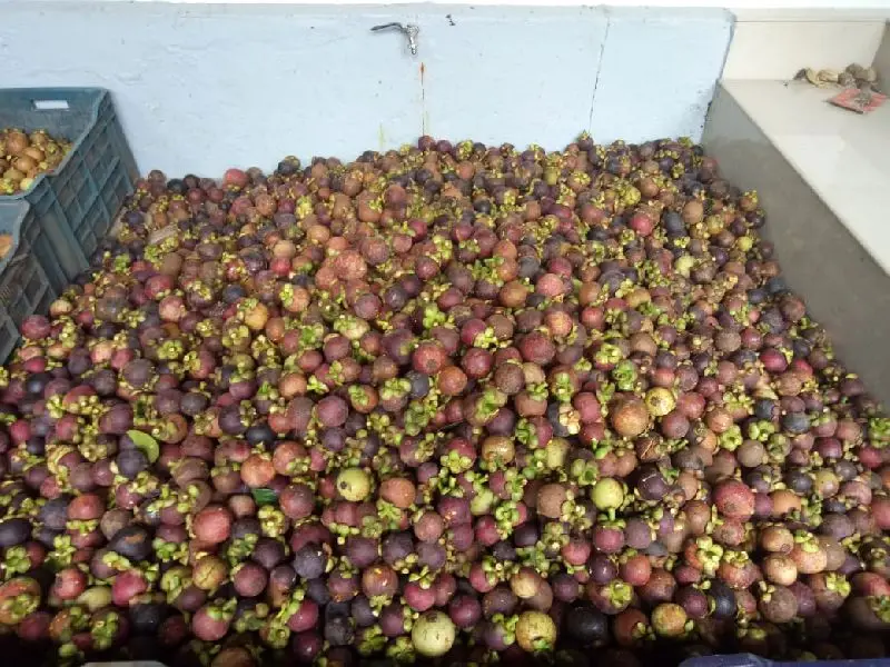 Vietnam Mangosteen fresh fruit cheap price - Premium quality, clean farming, Global GAP, prestige MS ANNA +84902804571