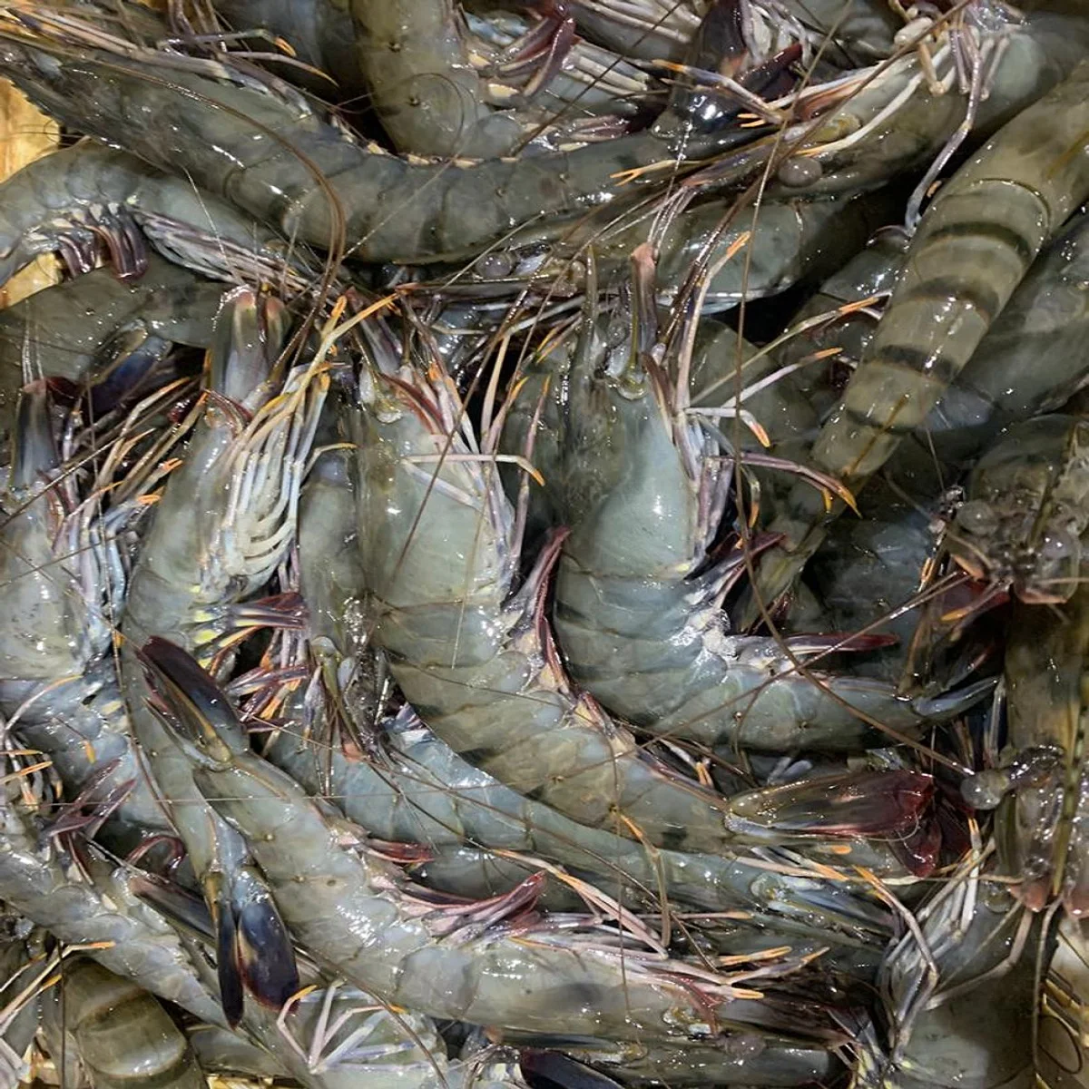 Замороженные новейшие поступления органических креветок по оптовой цене