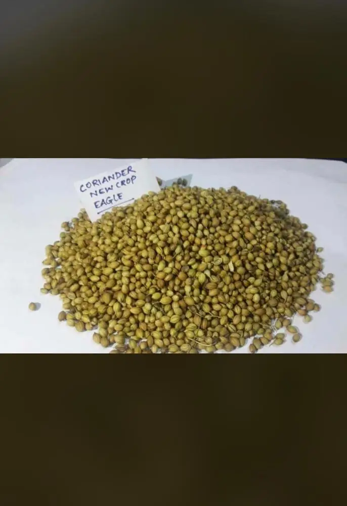 coriander seeds whole premium quality eagle india wholesale price