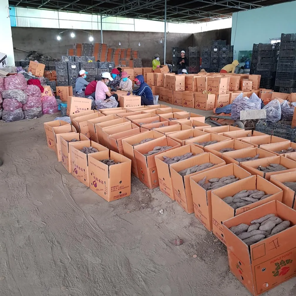 Японский сладкий картофель из Вьетнама для экспорта с высоким качеством-Лучшая цена-японский пурпурный готов к экспорту